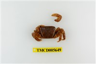 藏品(方形大額蟹)的圖片